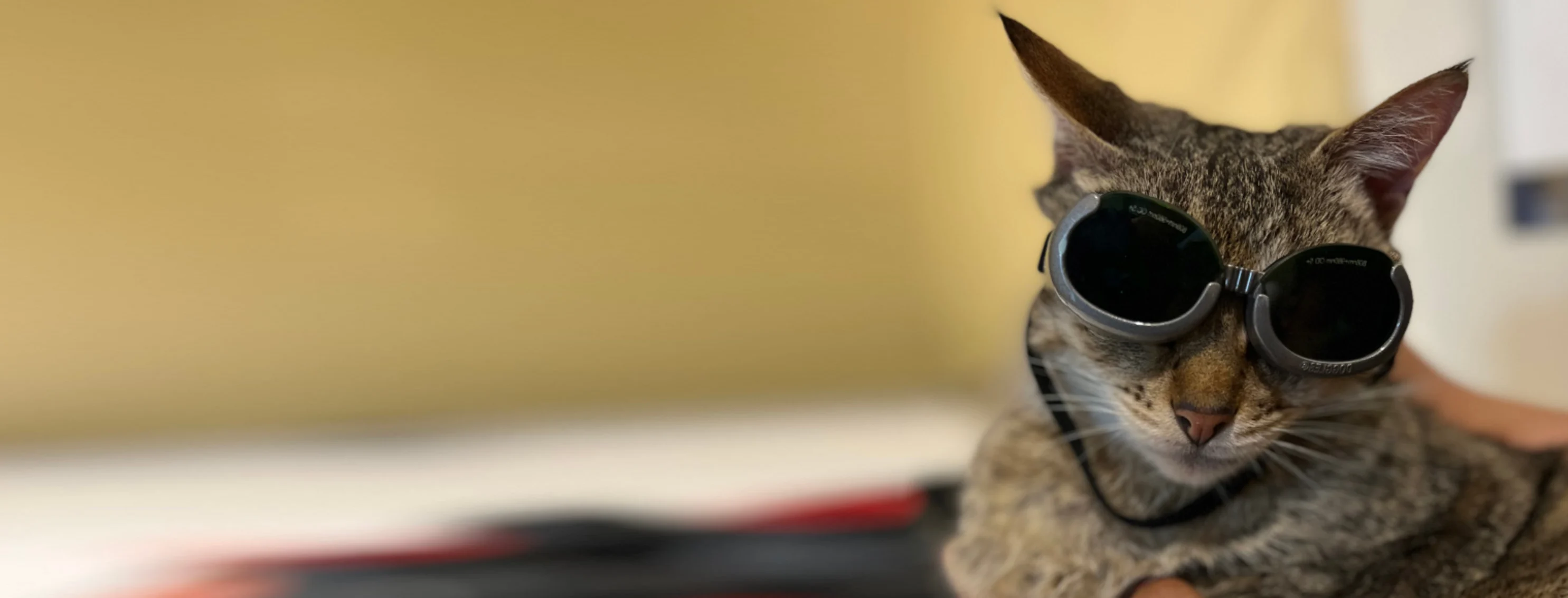 Cat wearing glasses for Laser Therapy